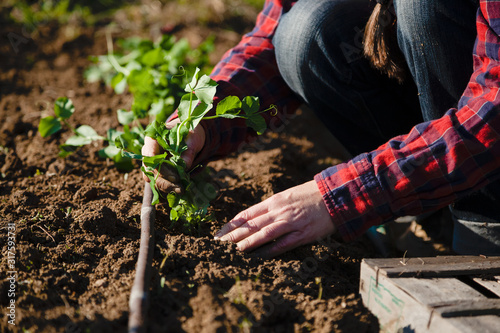 Closeup of woman's hands planting in sunny garden