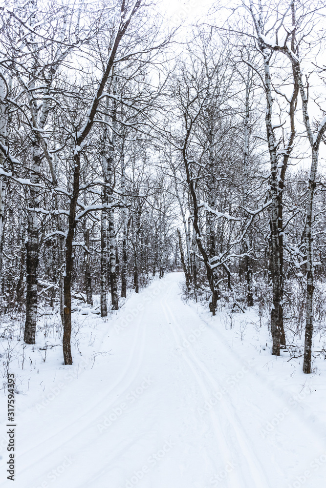 Path in winter forest Path in winter forest