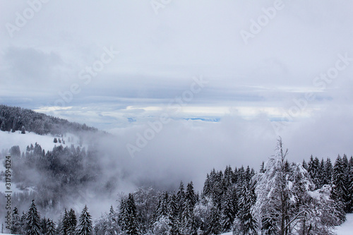 winter fog snowy scene alps mountain white snow tree forest calm mystery landscape © АliVa