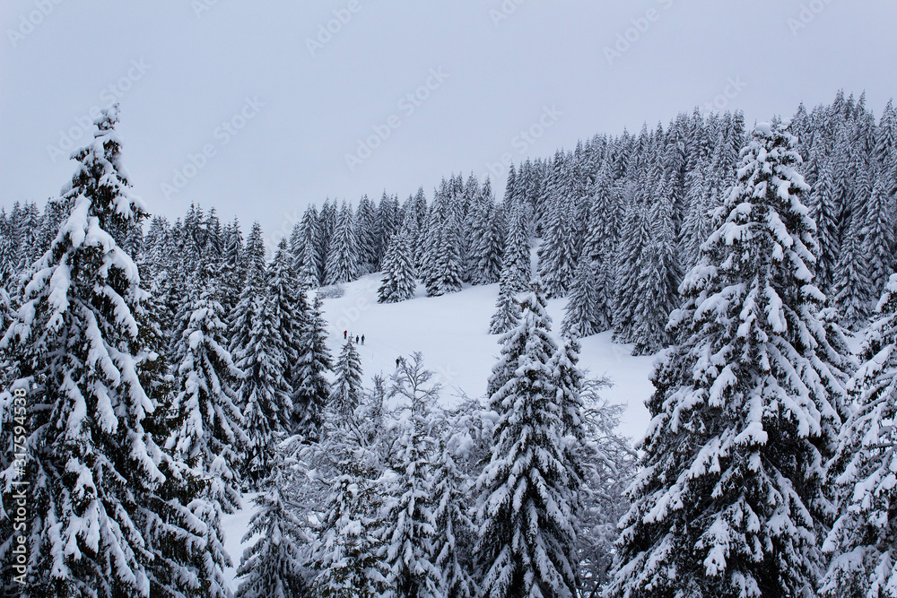beautiful white winter snow forest apls ski resort mountain europe sports travel beautiful white winter snow forest apls ski resort mountain europe sports travel