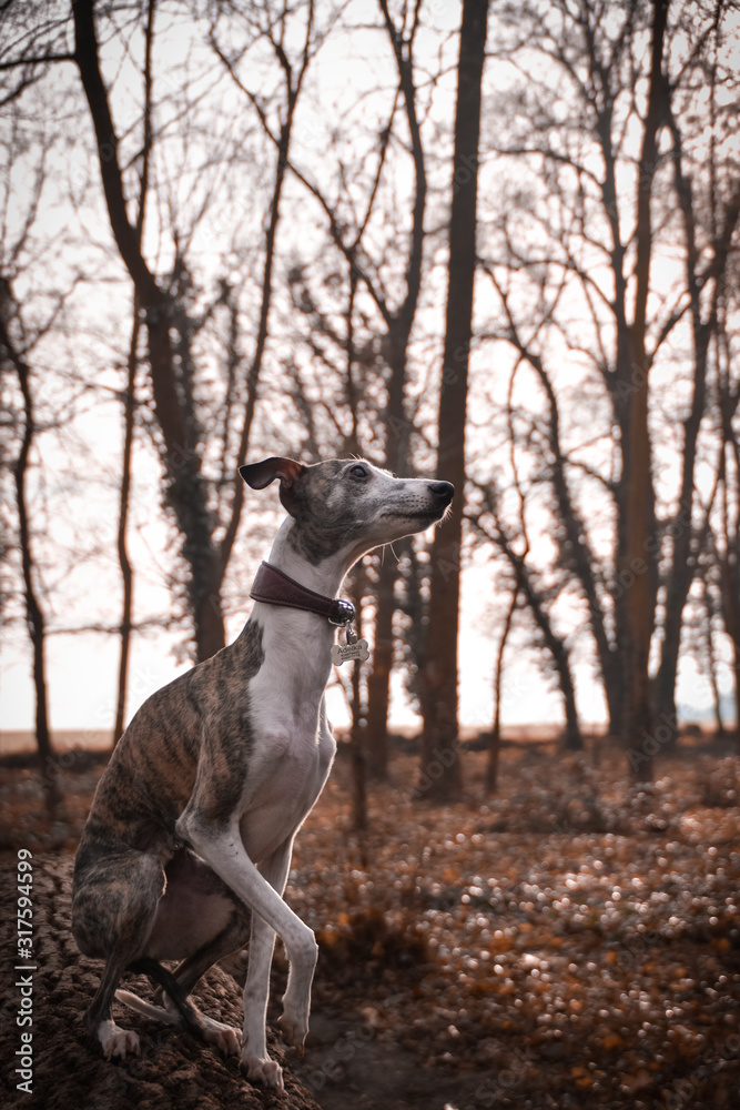 jung female dog of whippet. She is sitting on the trunk. Autumn photoshooting in the park.