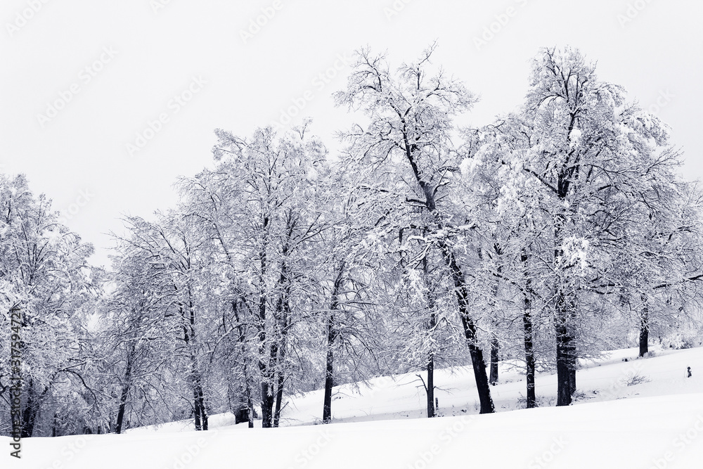 white snow winter black silhuette tree forest landscape minimal abstract background white snow winter black silhuette tree forest landscape minimal abstract background