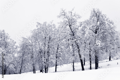 white snow winter black silhuette tree forest landscape minimal abstract background