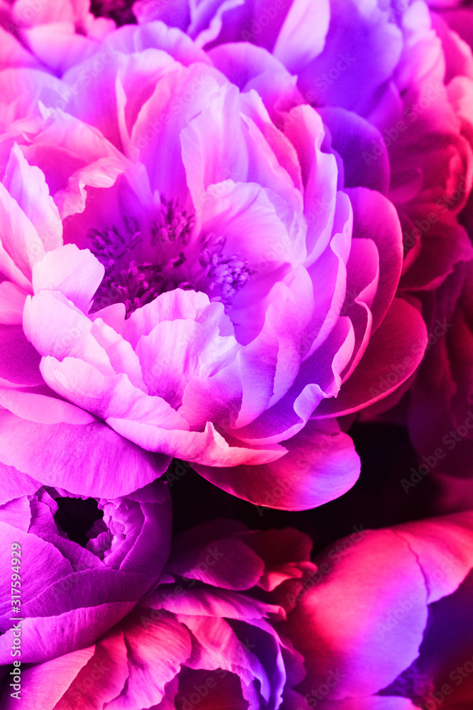 Peonies with neon light. Background for Valentines day. Vertical photo.
