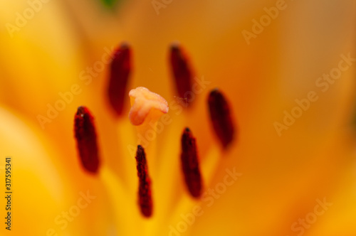 Nature closeup - macro photography of the inside of an orange lily flower, with visible pollen, outdoors on a sunny summer day