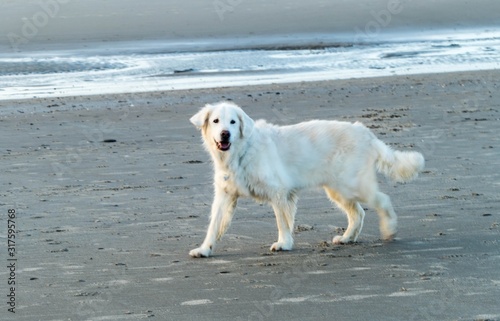 Golden Retriever am Strand