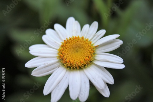 closeup of a daisy