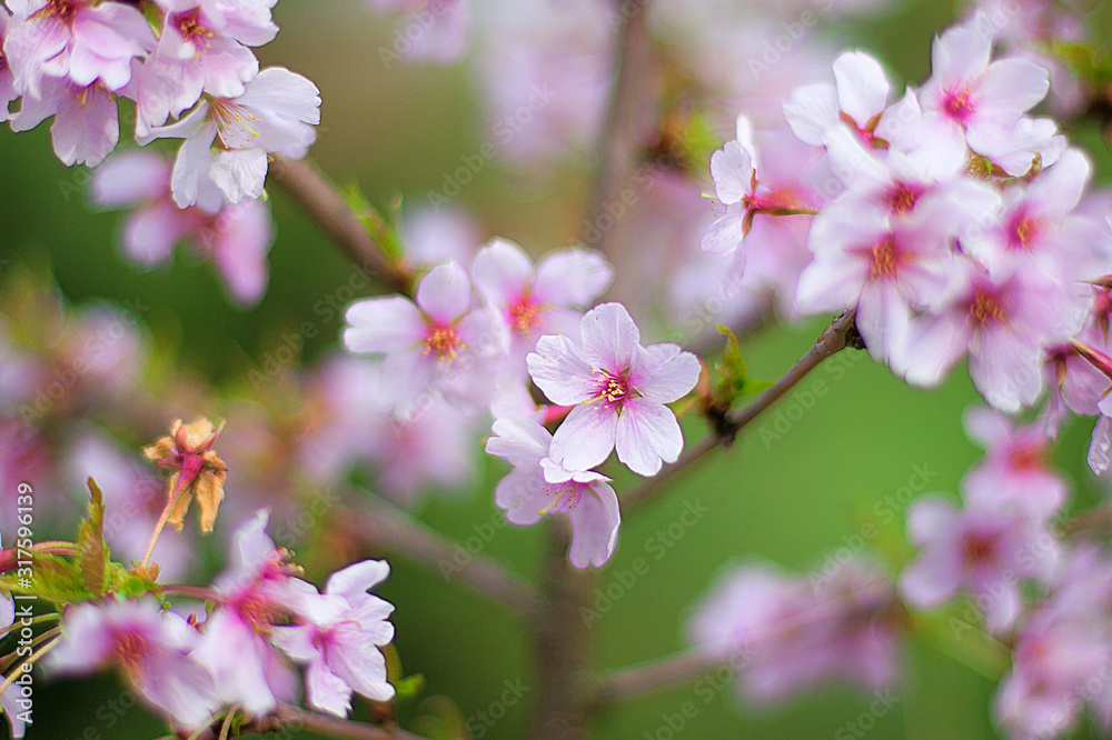 Fototapeta premium Apricot tree with blossoms in the garden, blurred backdrop. Apricot blossoms on branchlet in orchard, unfocused bg. Abloom apricot spray in the spring, blurry background. Pink spring apricot flowers