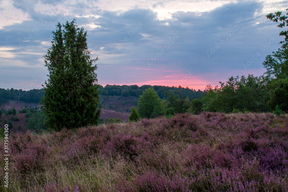 sunrise at Totengrund in the Lüneburger Heide near Bispingen, Germany with heath in full bloom and juniper trees within the landscape sunrise at Totengrund in the Lüneburger Heide near Bispingen, Germany with heath in full bloom and juniper trees within the landscape