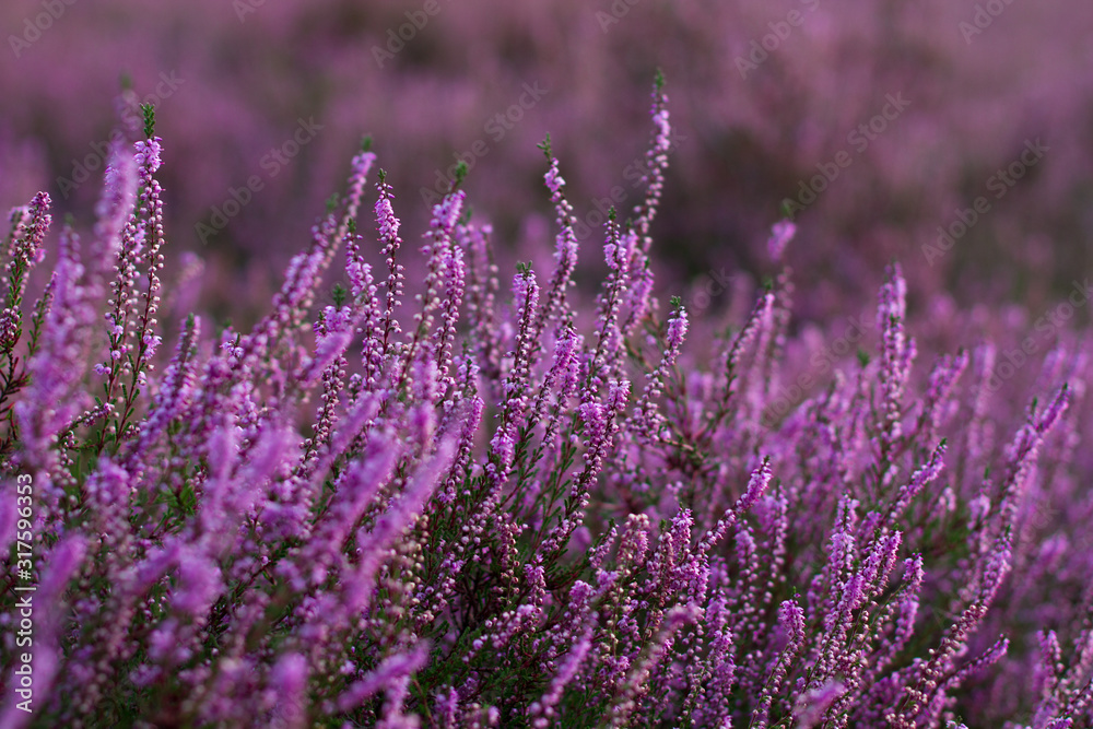 Obraz premium Closeup of a heath plant (calluna vulgaris) in full blossom with more plants blurred in the background