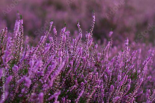 Closeup of a heath plant (calluna vulgaris) in full blossom with more plants blurred in the background