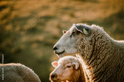Fototapeta Naklejka Na Ścianę i Meble -  Sheep herd sunset