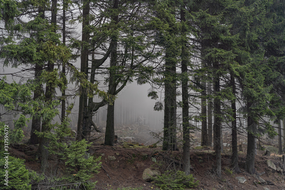 Obraz premium Bäume im Nebel