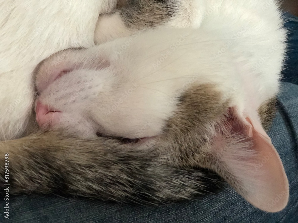 sleeping cat sleeping cat