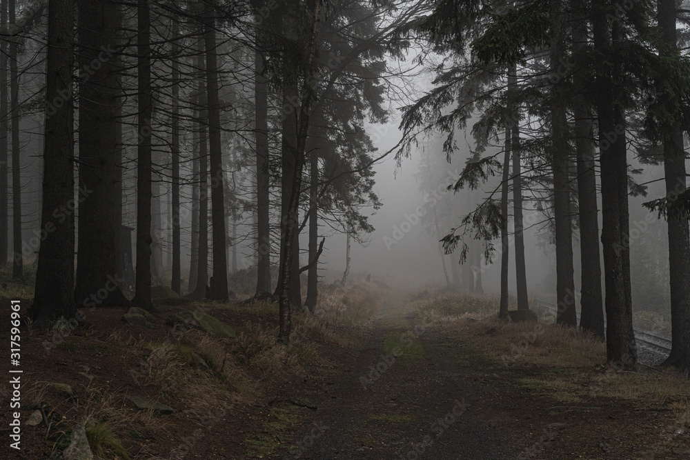 Waldweg bei Dämmerung und Nebel