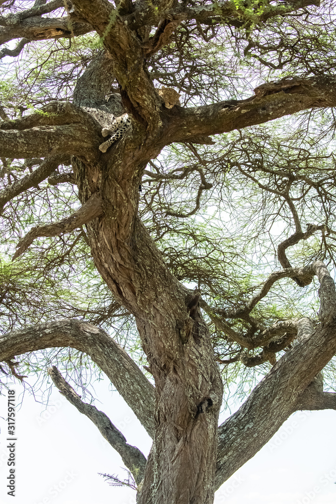 Obraz premium Big wild leopard sleeping on a tree in Africa, beautiful foliage