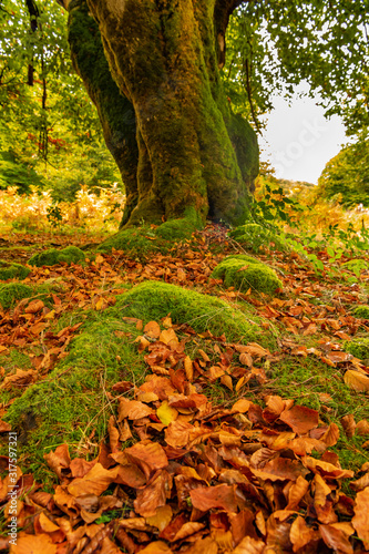 Beech roots with autumn colours in Irati Forest National Park