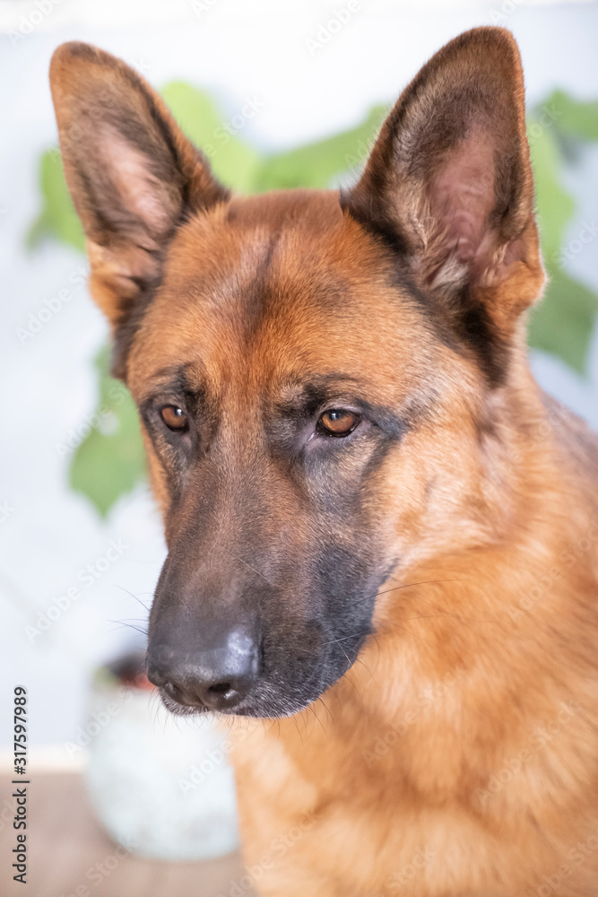 Brown and Black German Shepherd Dog Close Up Portrait Brown and Black German Shepherd Dog Close Up Portrait