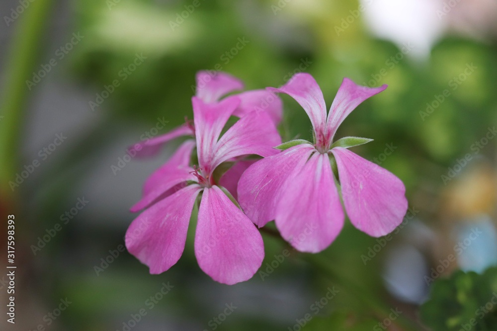 pink flower in the garden