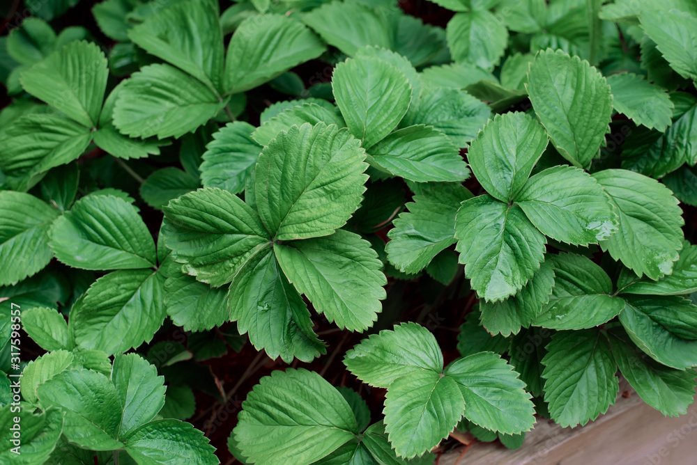 Green light strawberries plants leaves background close up