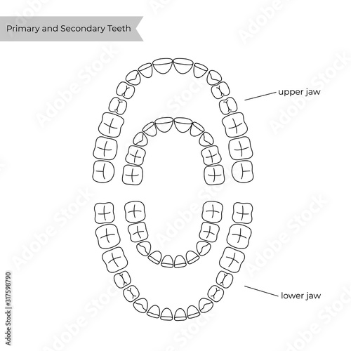 Vector isolated illustration of tooth 