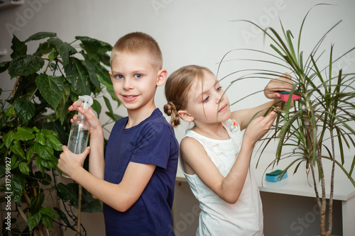 lovely fair-haired children, brother and sister of 8-9 years old, take care of domestic plants, wipe the leaves and spray flowers from the pulverizer, light background