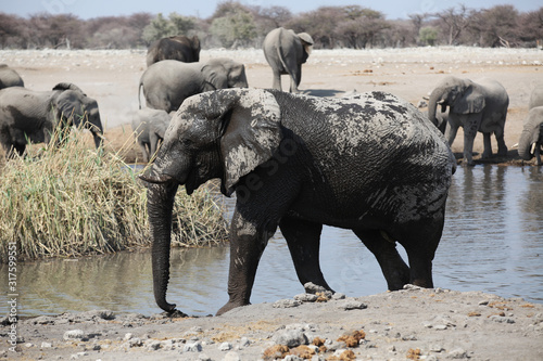 Photography elephants around waterhole