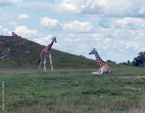 Wild Animal Giraffe in Hamilton Lion Safari in Ontario Canada photo