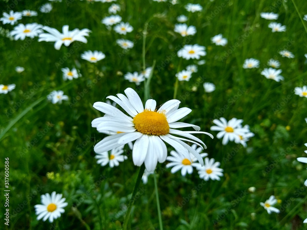 Fototapeta premium daisies in the grass