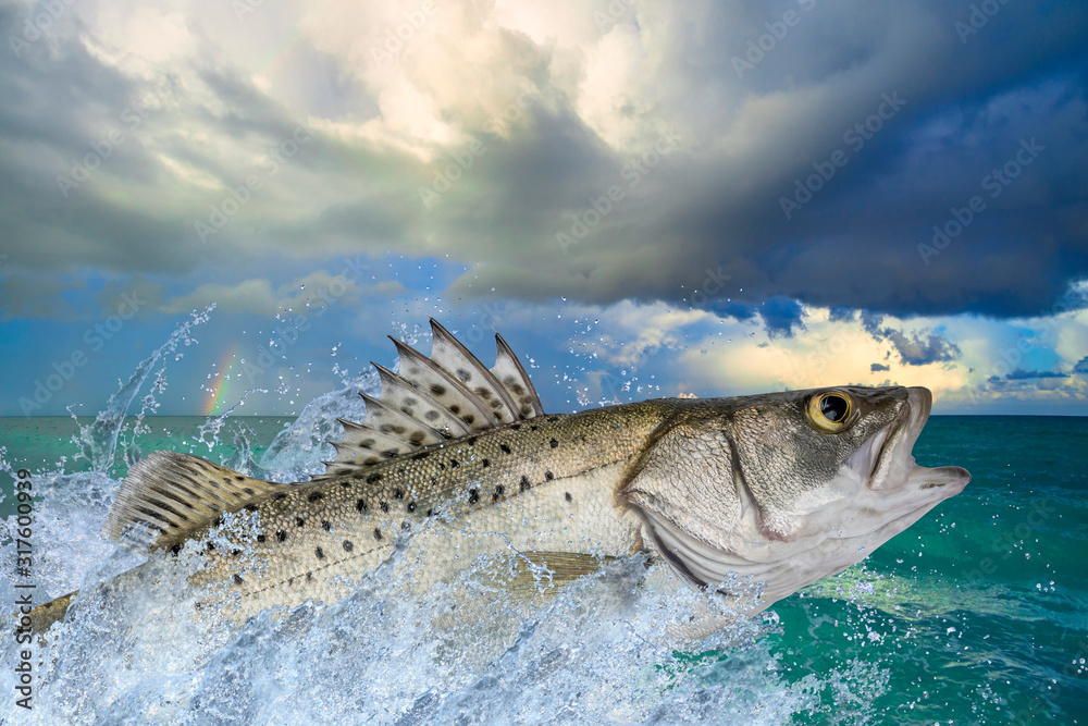 Seabass fishing. Sea bass fish jumping with splashing in water on ocean  landscape background Stock Photo