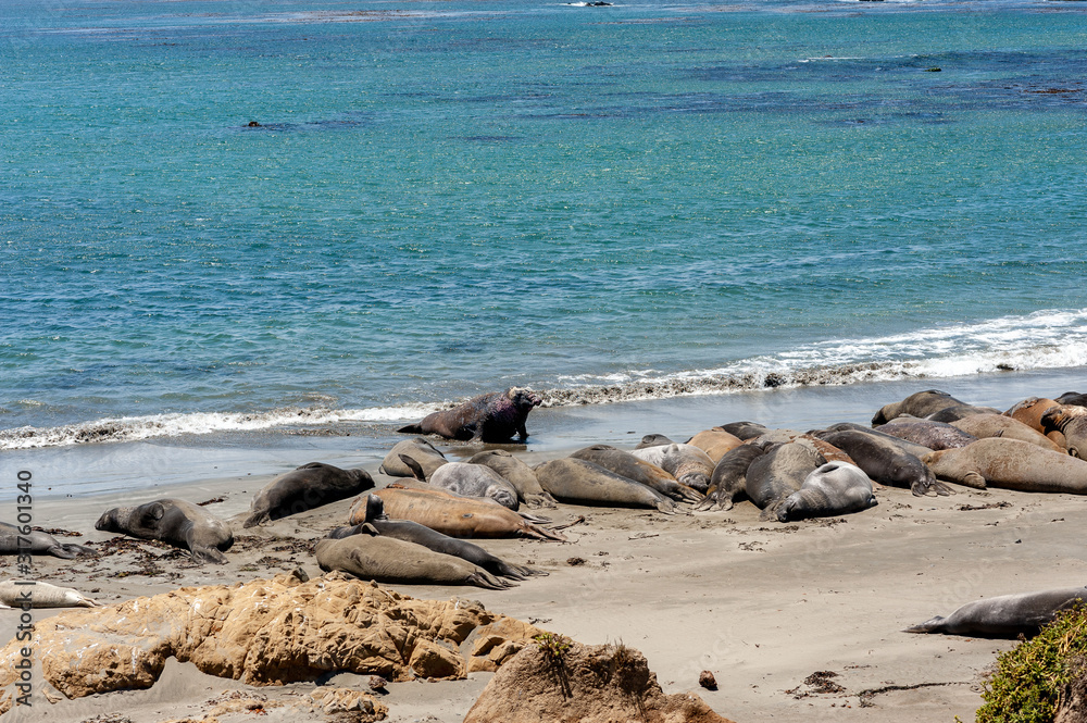 Elephant seals on the beach at Elephant Seal Vista Point, San Simeon