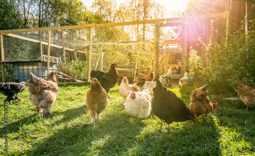Happy chicken outside their pen.