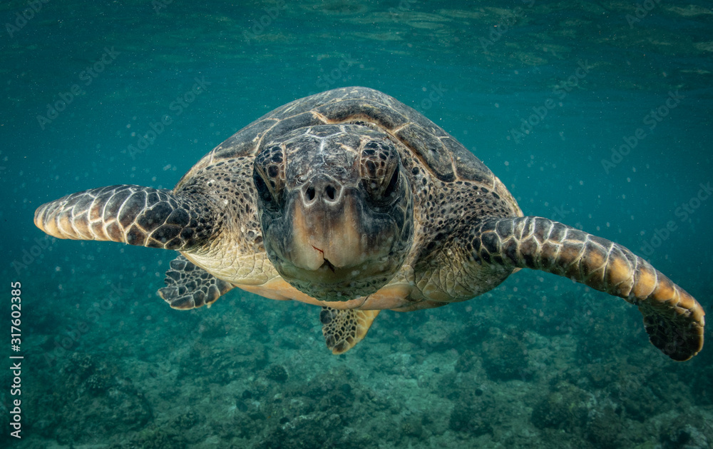 Obraz premium Green Sea turtles in Hawaii on the rocky reef