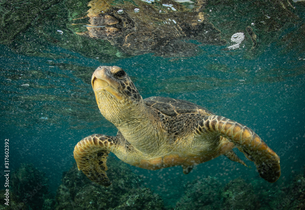 Obraz premium Green Sea turtles in Hawaii on the rocky reef