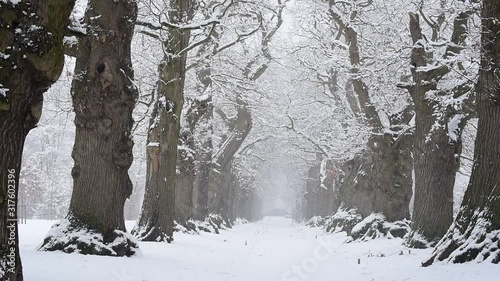 Country lane lined with 200 year old sweet chestnut trees (Castanea sativa) covered in snow during snowfall in winter photo