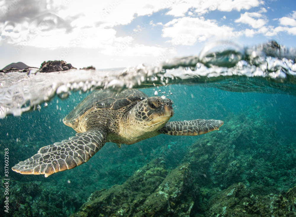 Obraz premium Green Sea turtles in Hawaii on the rocky reef