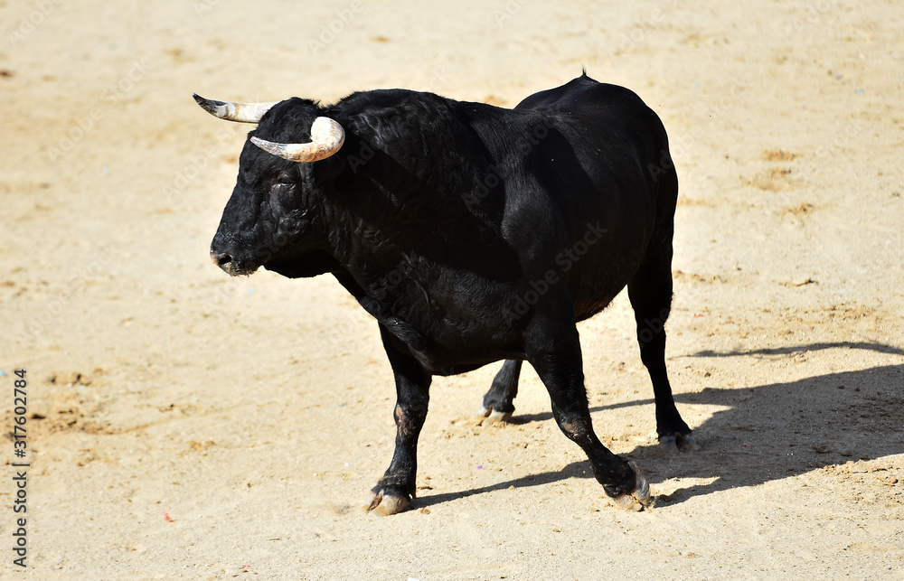 toro español con grandes cuernos en una plaza de toros toro español con grandes cuernos en una plaza de toros