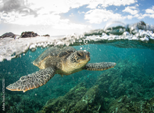 Green Sea turtles in Hawaii on the rocky reef