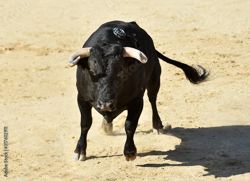 toro español con grandes cuernos en una plaza de toros