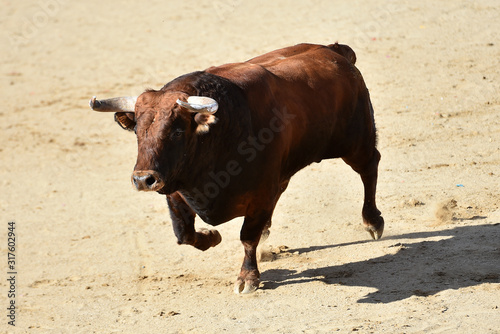 un toro español con grandes cuernos