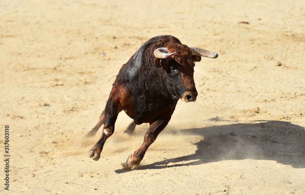 toro español con grandes cuernos en una plaza de toros toro español con grandes cuernos en una plaza de toros