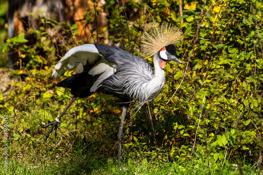 Naklejka premium Black Crowned Crane, Balearica pavonina in the zoo