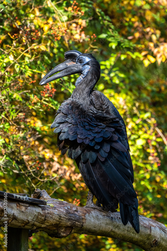 Fototapeta premium Abyssinian northern Ground Hornbill, Bucorvus abyssinicus strange bird