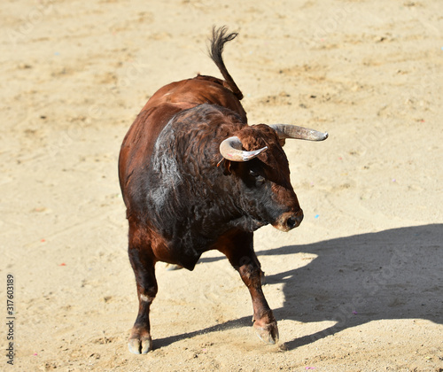 furious bull wit big horns in spain