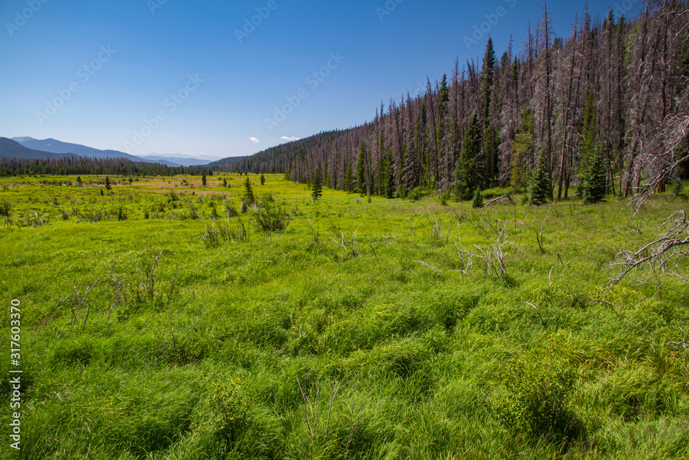 Meadow in a valley in Rocky Mountain National Park, forested mountains in distance