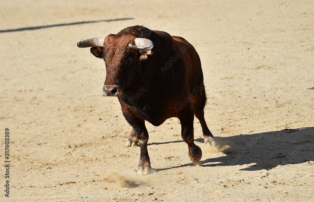 toro español con grandes cuernos en una plaza de toros toro español con grandes cuernos en una plaza de toros