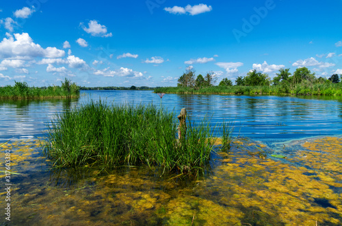 small lake with algae bloom in the state of Brandenburg in summer