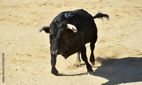 toro español poderoso con grandes cuernos