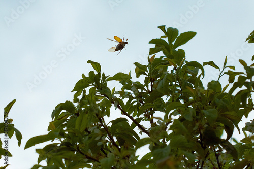 Flying cockchafer over the tree. Evening sky.