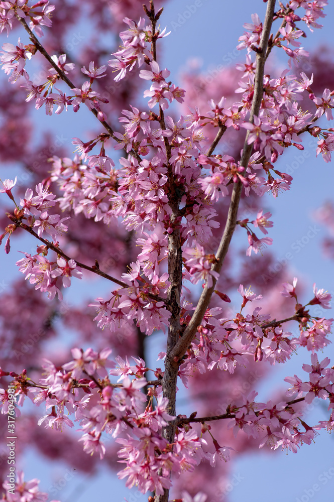 Prunus okame flowering early spring ornamental tree, beautiful small pink flowers in bloom Prunus okame flowering early spring ornamental tree, beautiful small pink flowers in bloom